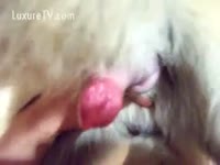 Pet Video - Bestiality dilettante scene with a whore and her delightsome poodle